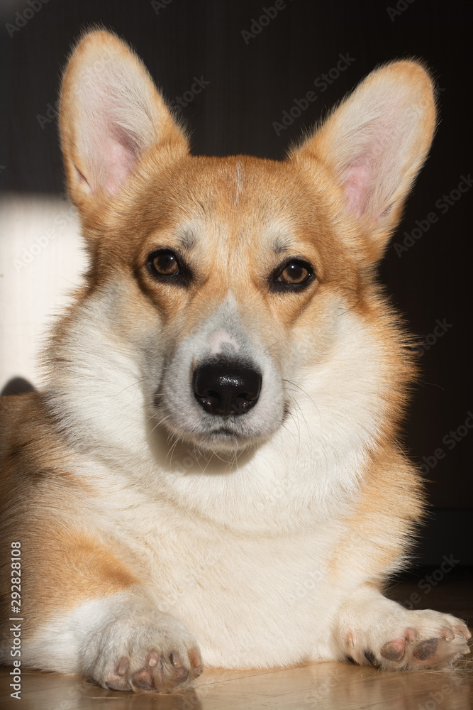 Portrait of a corgi welsh pebroke dog smiling in sunlight 