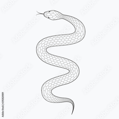Snake, vector illustration isolated on white background. Line design, editable stokes