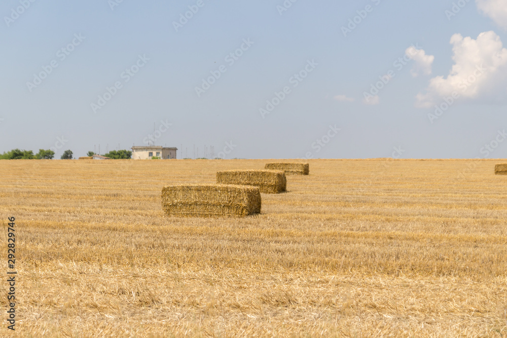 Fototapeta premium A farm harvested field with straw bales in the countryside in summer.