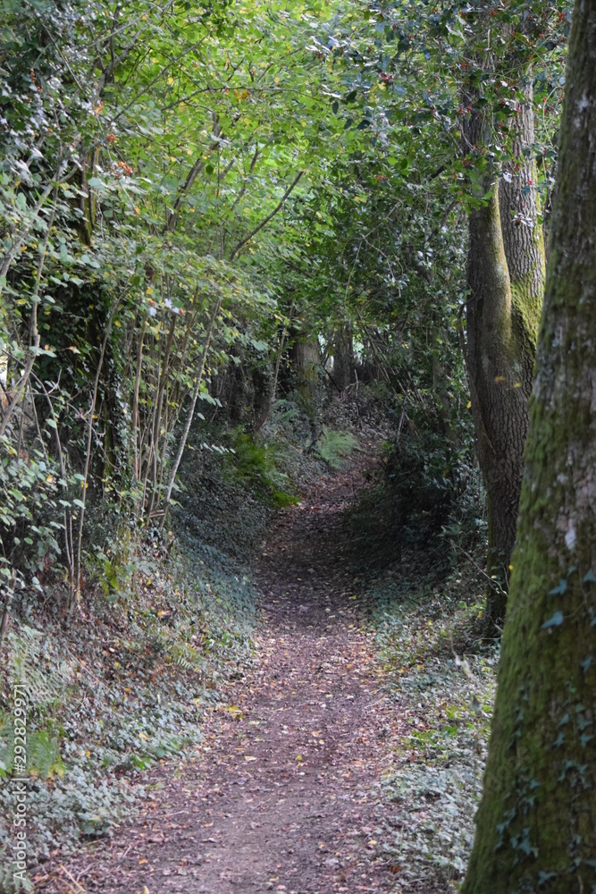 Chemin dans la foret