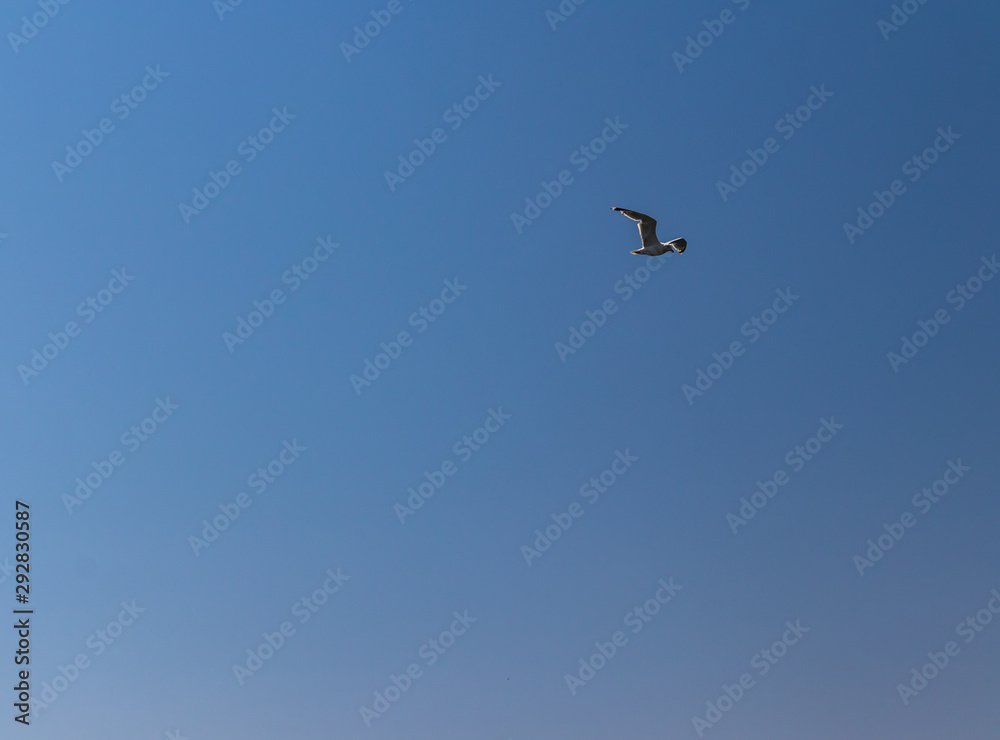 a seagull in the blue sky