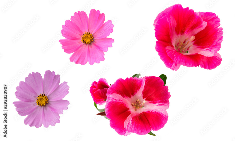 Isolated flowers on a white background. Pink Azalea and Cosmea