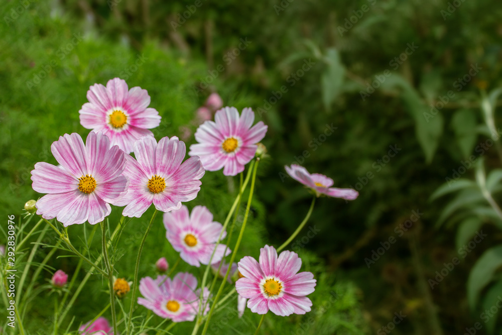 Beautiful Floral background, wallpaper, banner, many beautiful pink cosmos flowers blossom on the meadow Beautiful Floral background, wallpaper, banner, many beautiful pink cosmos flowers blossom on the meadow