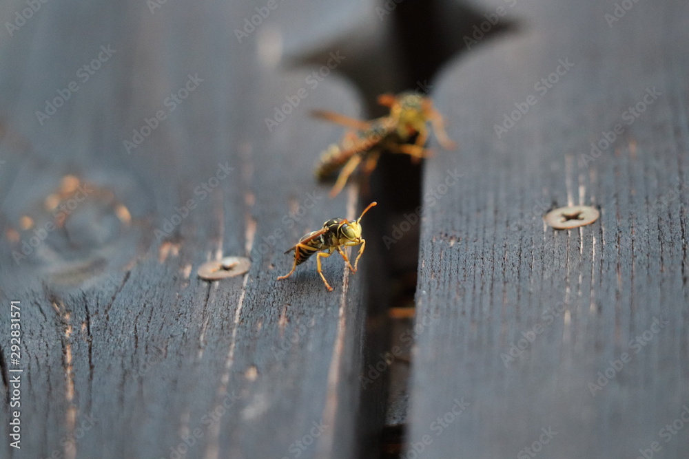 Fototapeta premium Three wasps on balcony