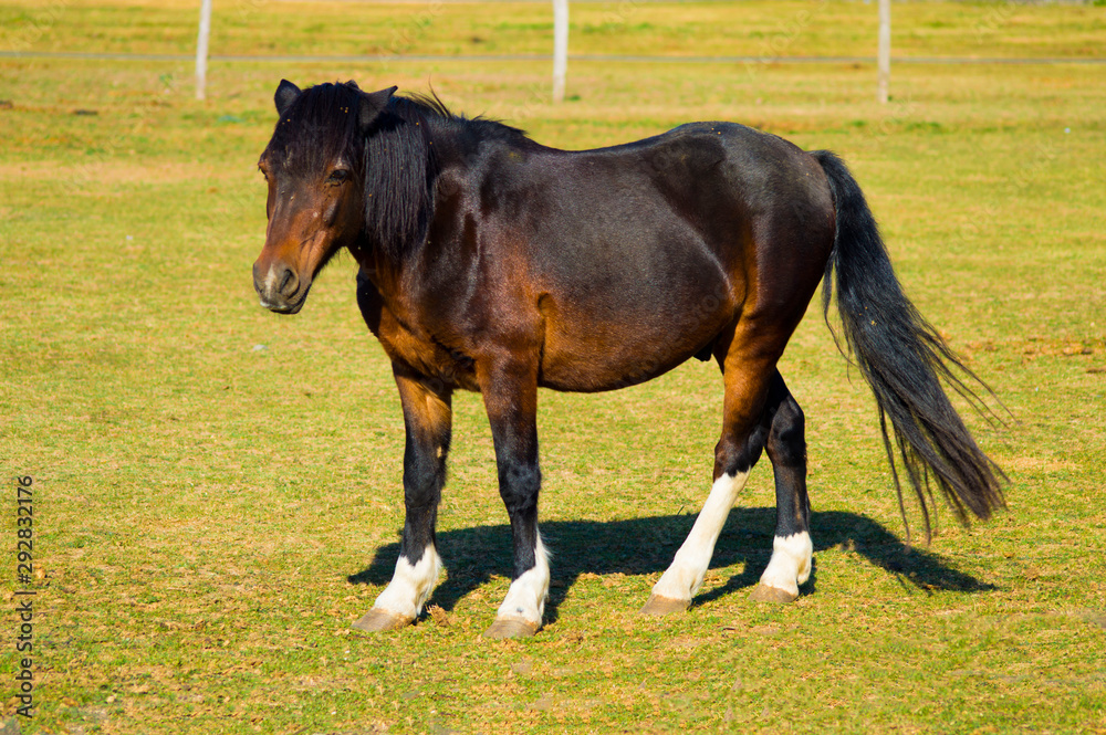 Fototapeta premium le cheval