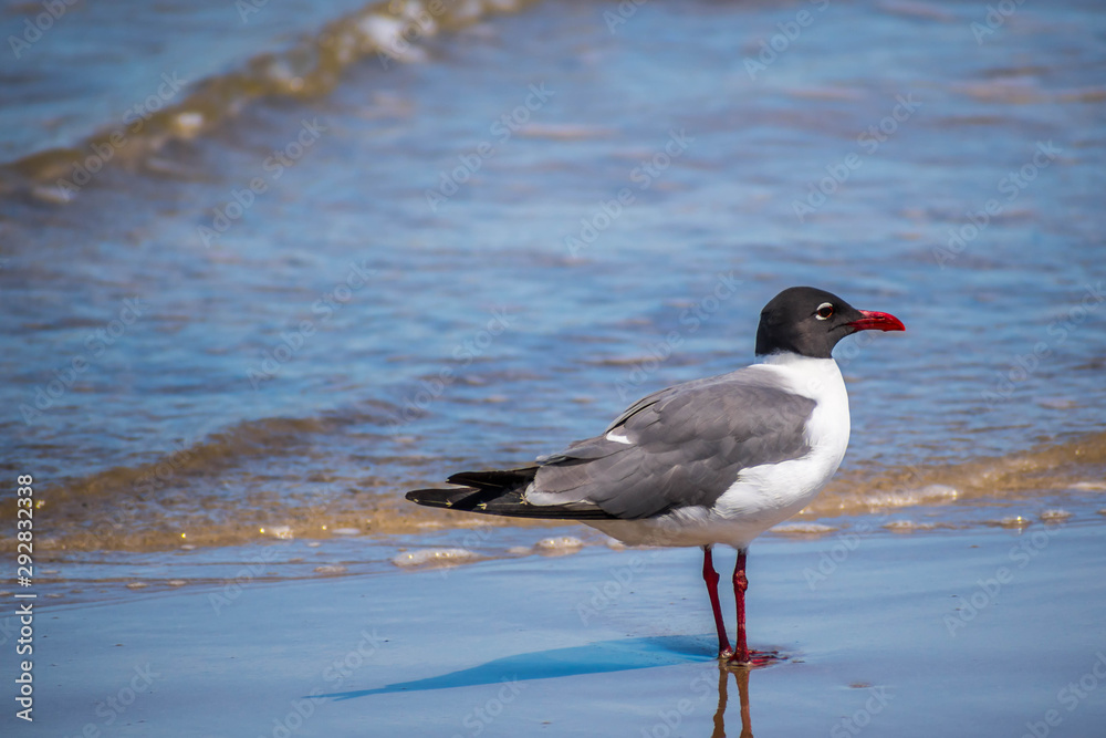 A Laughing Gull in Padre Island NS, Texas A Laughing Gull in Padre Island NS, Texas