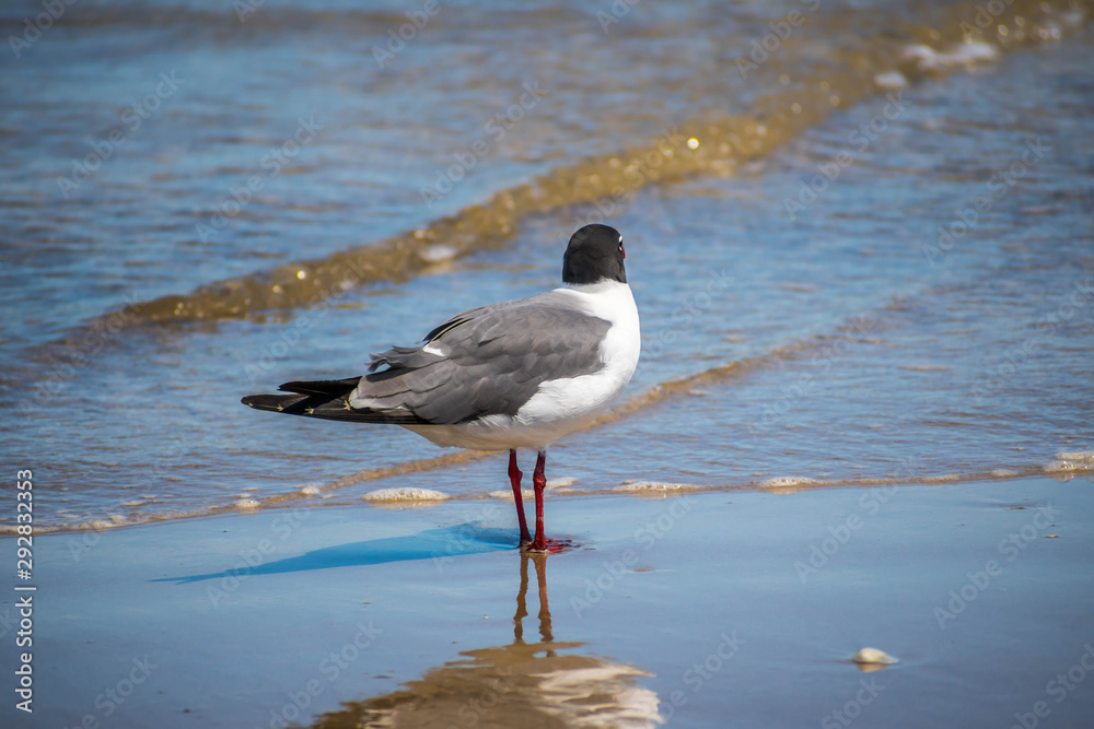 A Laughing Gull in Padre Island NS, Texas A Laughing Gull in Padre Island NS, Texas