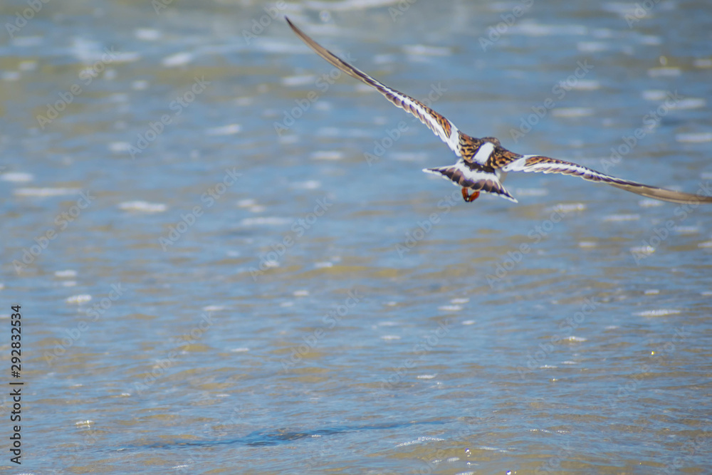A Rudy Turnstone Bird in Padre Island NS, Texas