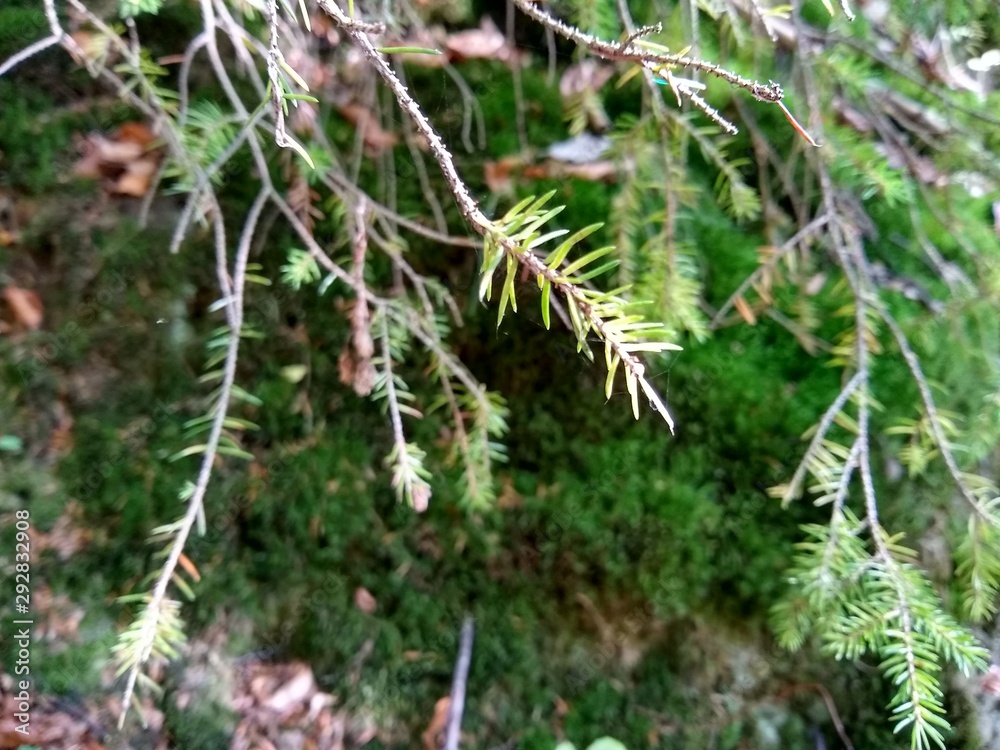 pine branch with cones pine branch with cones