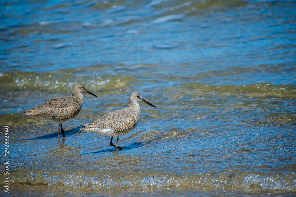 A Willet Bird in Padre Island NS, Texas A Willet Bird in Padre Island NS, Texas