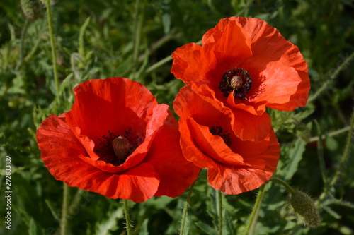 blume, mohn, rot, natur, pflanze, flora, aufblühen, blühen, feld, schönheit, wild, papaver, mohngewächs, klatschmohn, botanik, wildblumetschmohn