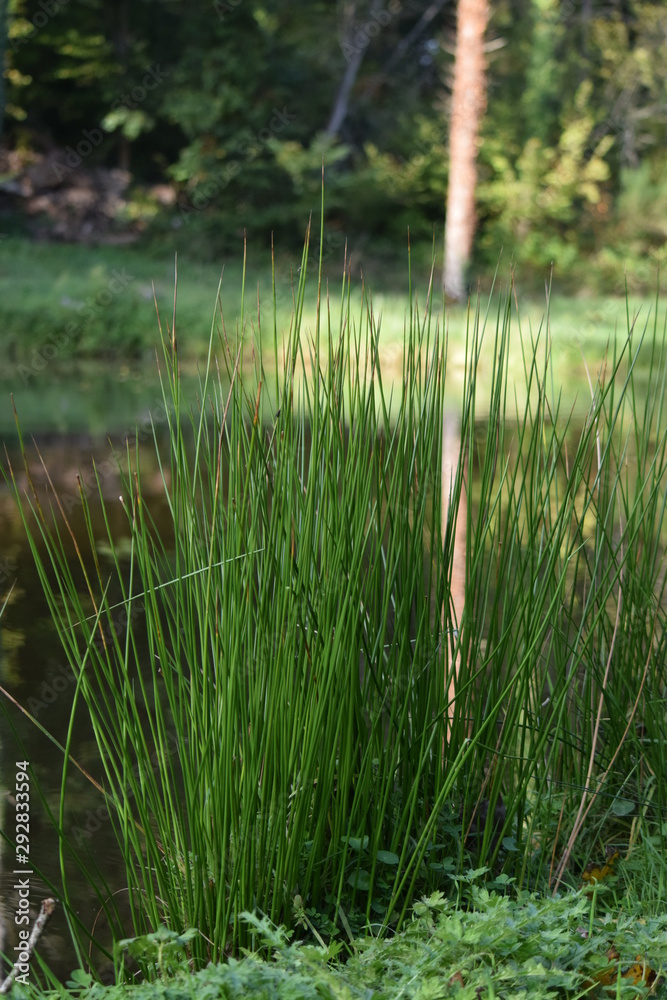Fototapeta premium herbes