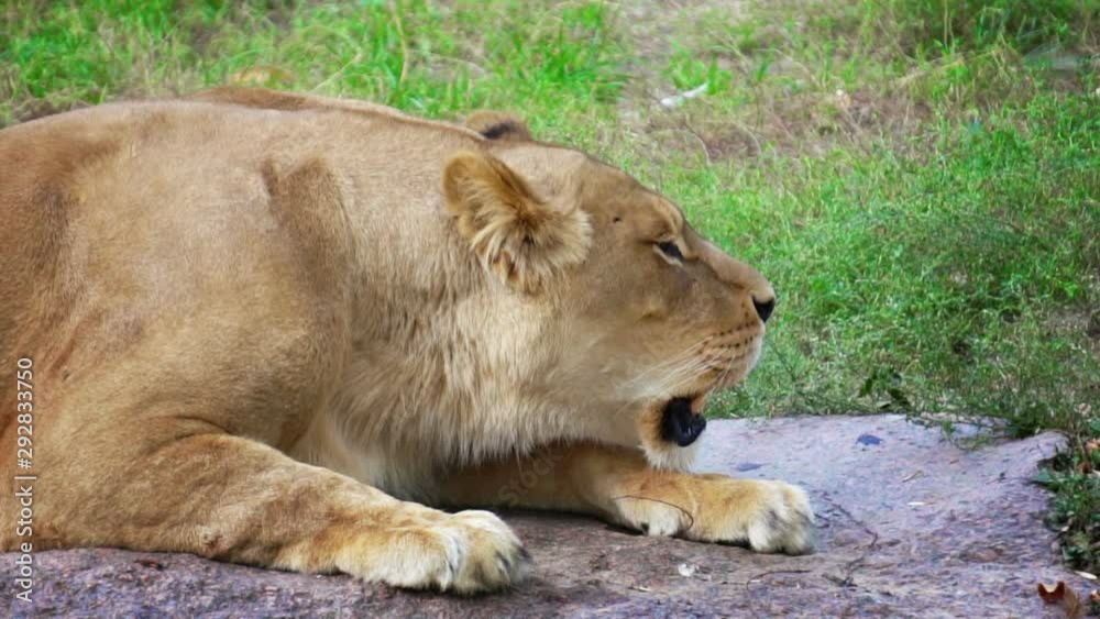 lioness growls, close up, slow motion lioness growls, close up, slow motion