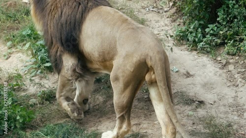 beautiful lion walking, slow motion