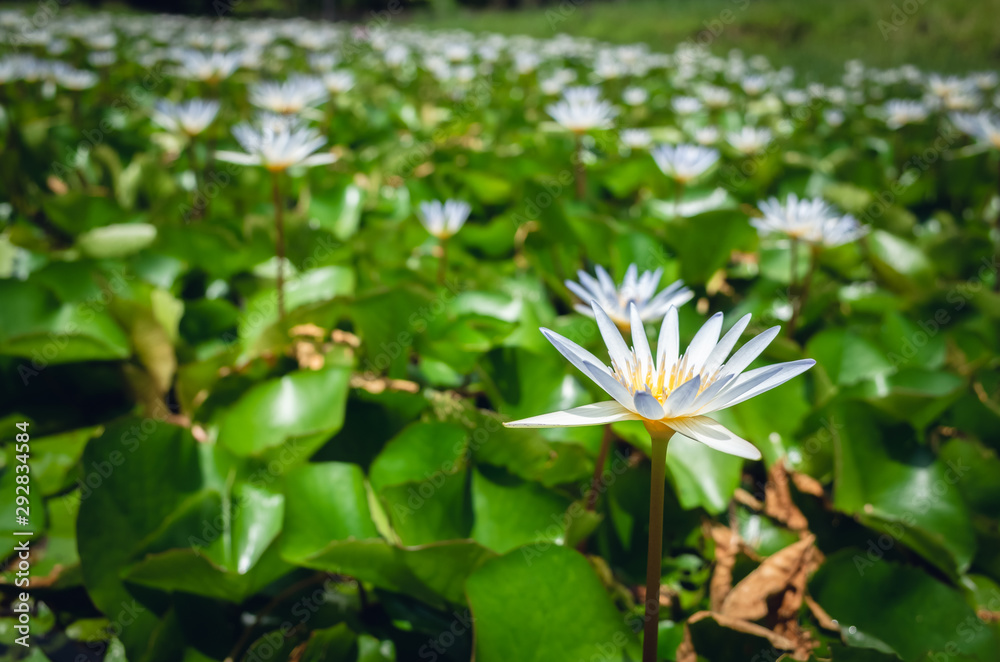 white lotus flower with green leaves white lotus flower with green leaves