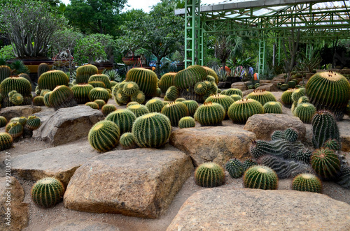 Many cacti in the tropical Botanical Park Nong Nooch. Thailand.