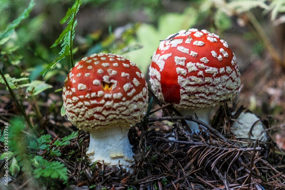 Toadstool red - Amanita muscaria, seasonal natural scene Toadstool red - Amanita muscaria, seasonal natural scene