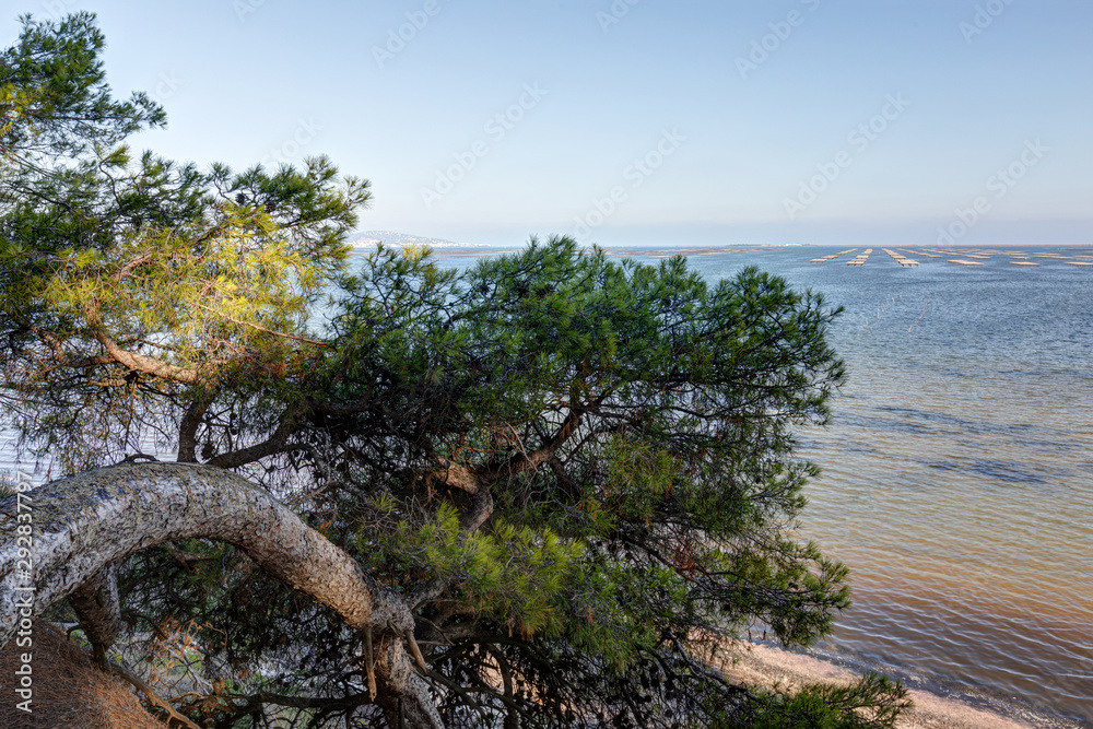 Obraz premium Vue sur l'étang de Thau depuis la butte de Bellevue près de Mèze - Hérault - Occitanie
