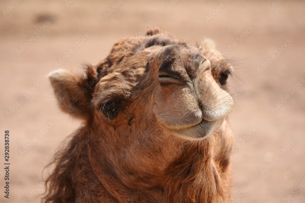 un camello mirándome