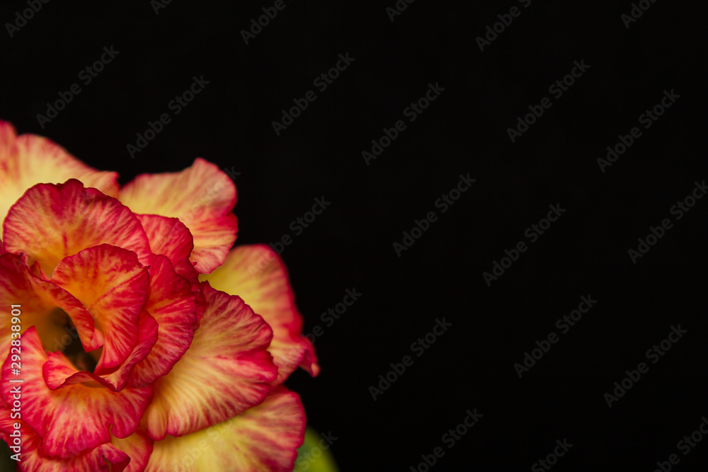 Beautiful flower rose or adenium on black background with copy space. Usefull concept for invitation, St. Valentine's Day. Close up. Selective focus on petals.