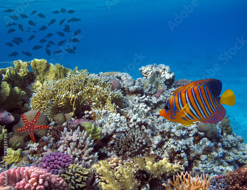 Underwater world with school fish swim above coral reef. Red Sea