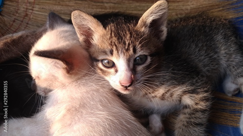 Many kittens are sleeping together on a broom.