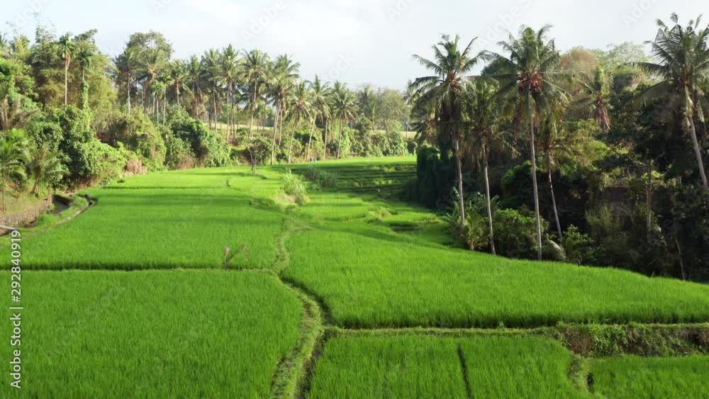 Aerial view looking across a rice terrace valley at sunrise in Bali, Indonesia Aerial view looking across a rice terrace valley at sunrise in Bali, Indonesia