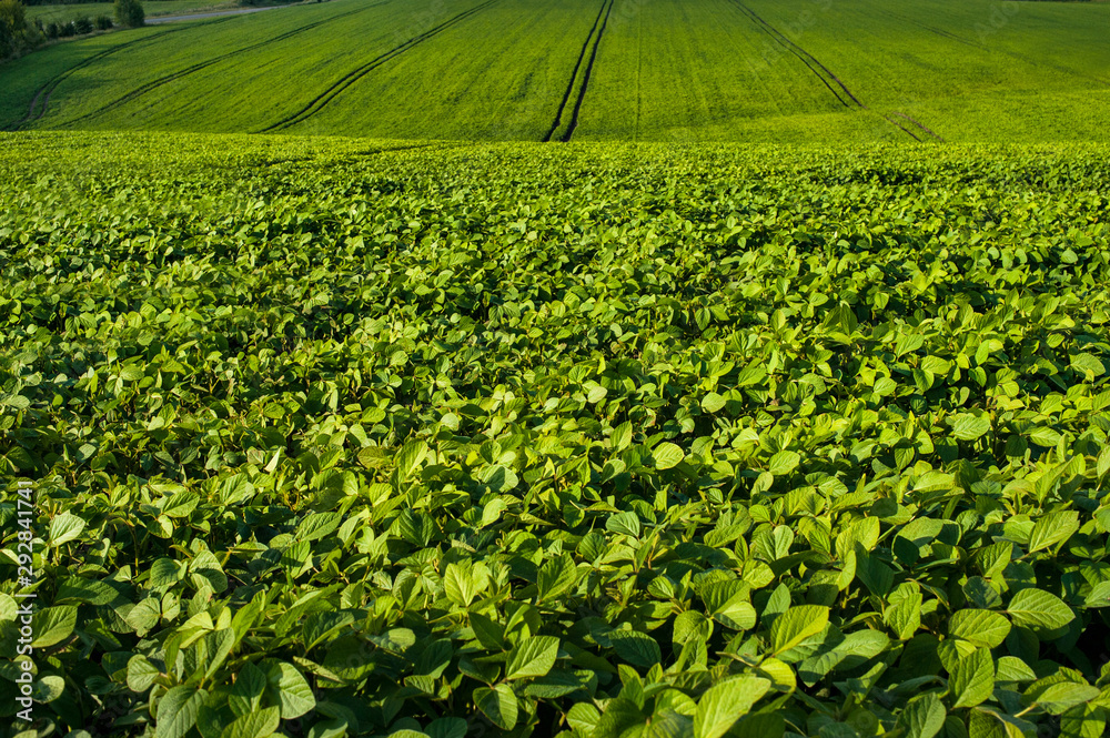 close-up of fresh green Soybean field hills, waves with beautiful sky close-up of fresh green Soybean field hills, waves with beautiful sky