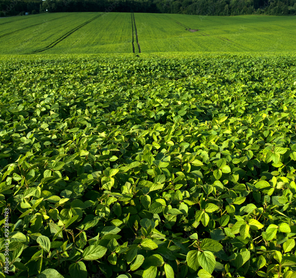 close-up of fresh green Soybean field hills, waves with beautiful sky