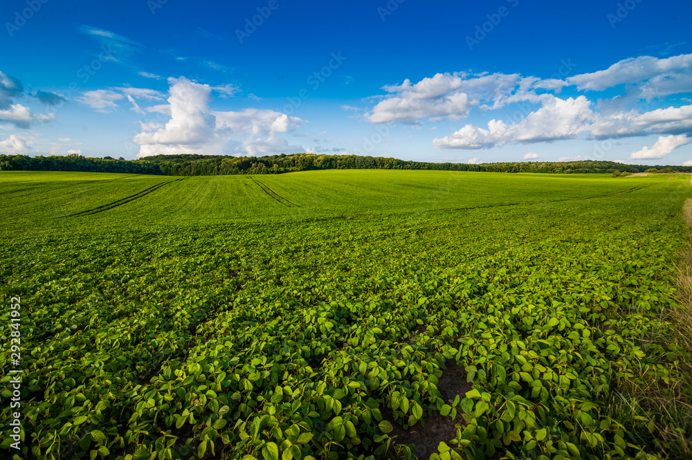fresh green Soybean field hills, waves with beautiful sky