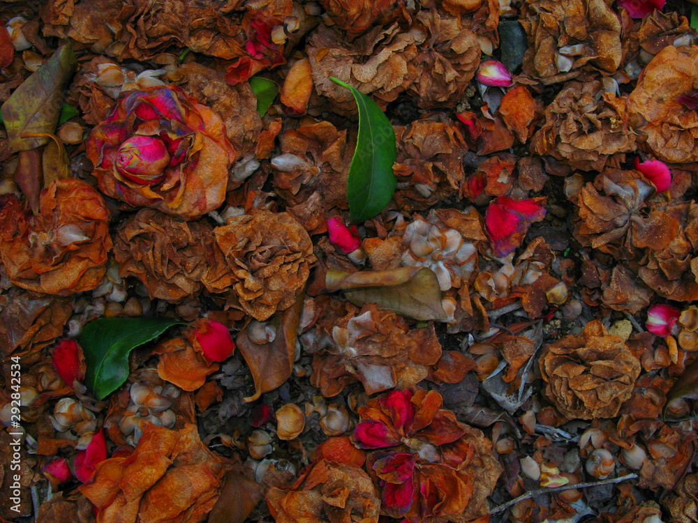 fallen petals
