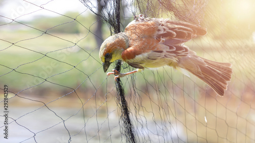 Birds are stuck in the net ,the environmentalist frees the bird from the net.Saving bird. photo