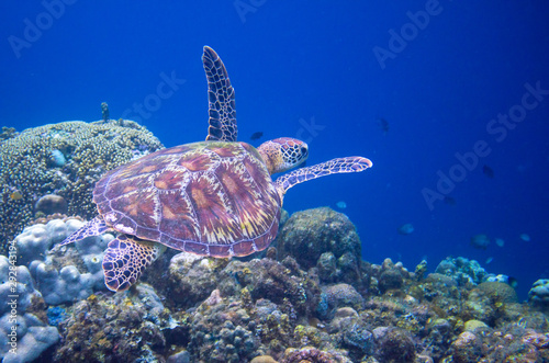 Turtle swimming in blue water near coral reef. Green turtle underwater photo. Wild marine animal in natural environment.