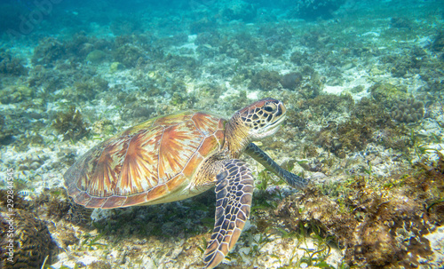 Sea turtle feeding on sea bottom. Green turtle underwater photo. Wild marine tortoise in natural environment.