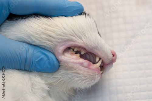 Cat teeth after scalling close-up at the veterinary clinic photo