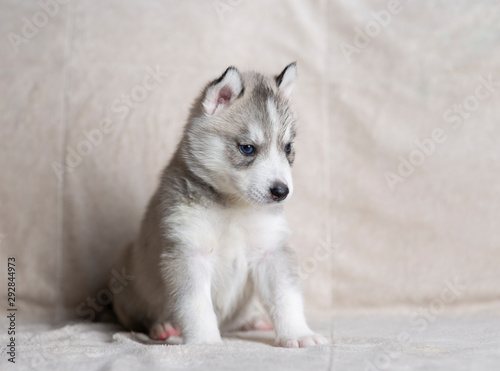Husky puppies, two months old © Evgenia Tiplyashina