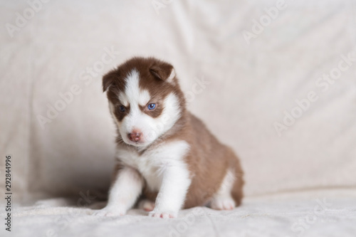 Husky puppies, two months old © Evgenia Tiplyashina