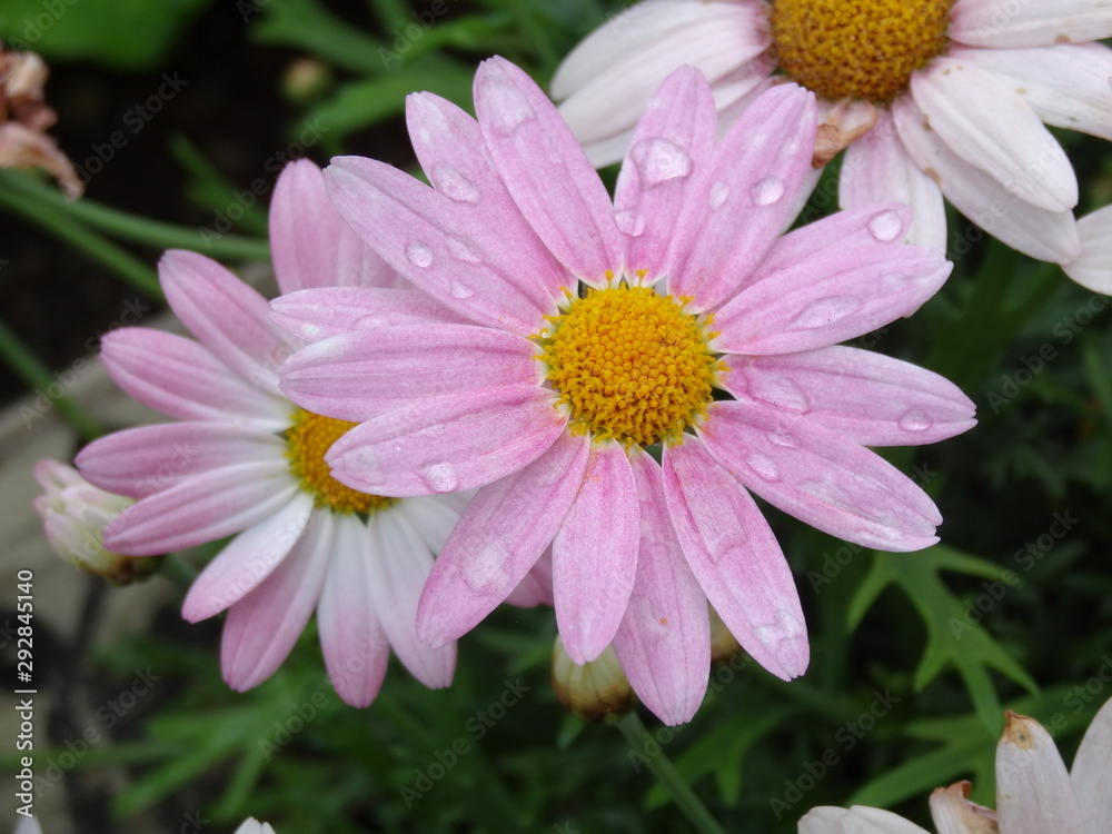 Obraz premium 雫とピンクのデイジー
