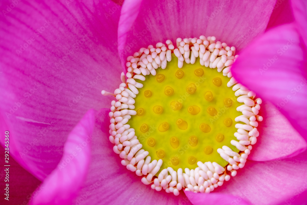 Pink lotus flower spa background Pink lotus flower spa background