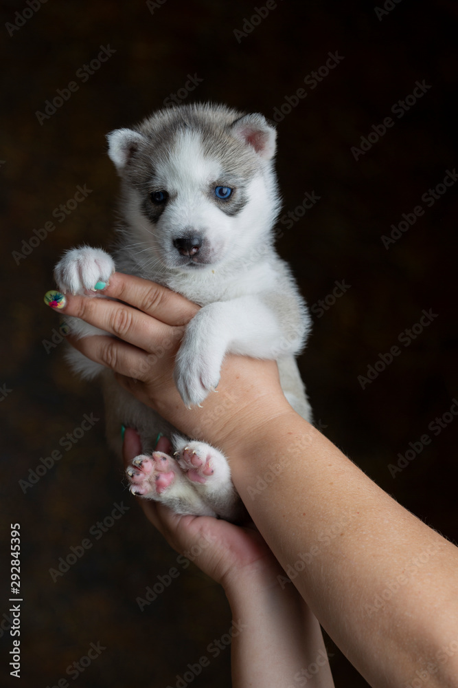 Husky puppy in the hand