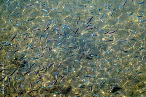 The texture of wildlife. A flock of fish in the morning sun. Glare and waves on the surface of the water. Azure color. Transparent medium