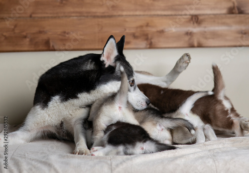 Husky puppies with mom