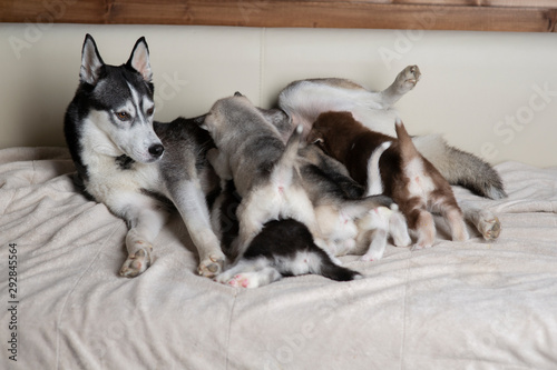 Husky puppies with mom © Evgenia Tiplyashina