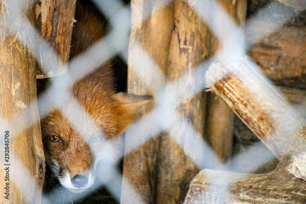 Obraz premium squirrel in autumn