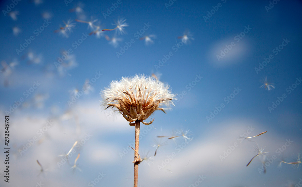 Obraz premium Flying dandelion seeds, macro abstract