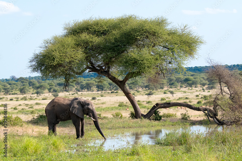 Fototapeta premium Safari Tanzania