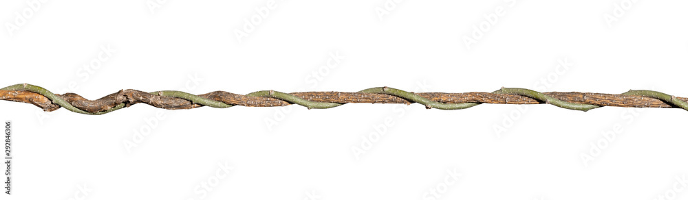 Fototapeta premium twisted liana isolated on white background. Clipping path