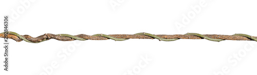 twisted liana isolated on white background. Clipping path