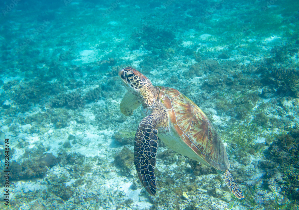 Fototapeta premium Sea turtle in turquoise blue water. Green turtle underwater photo. Wild marine tortoise in natural environment.