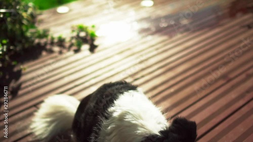 Schöner Hund schnappt nach Leckerei